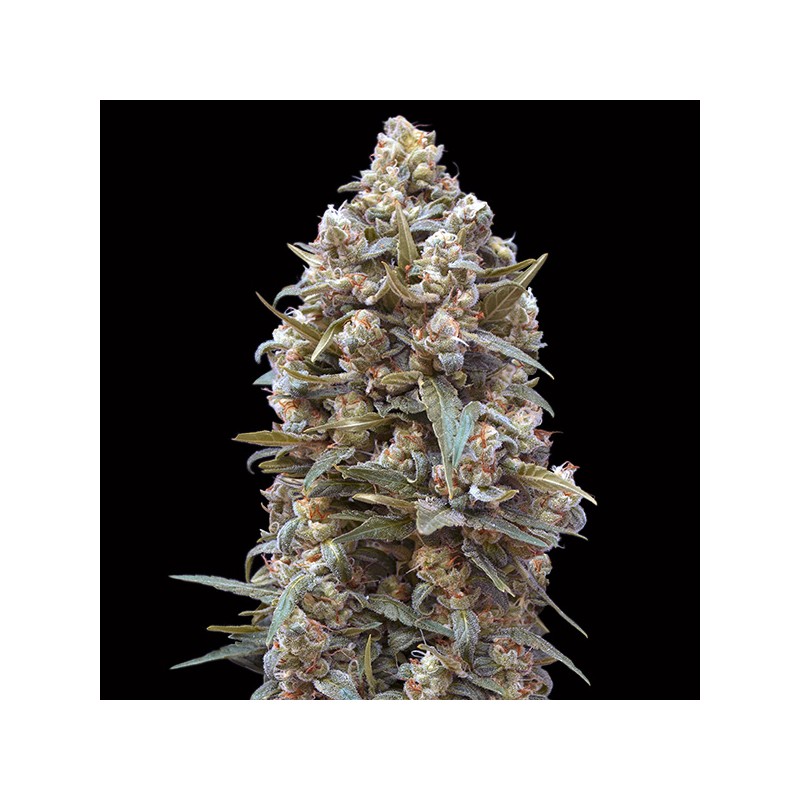 00 Kush Fem. 00 Seeds.