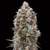 00 Kush Fem. 00 Seeds.