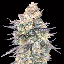 Blue Dream Fast. Fem. 00 Seeds