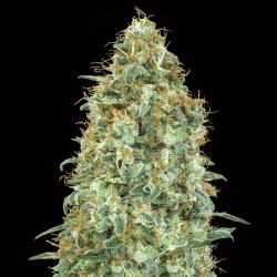 Blueberry Fem. 00 Seeds