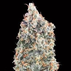 Blueberry Fast. Fem. 00 Seeds.
