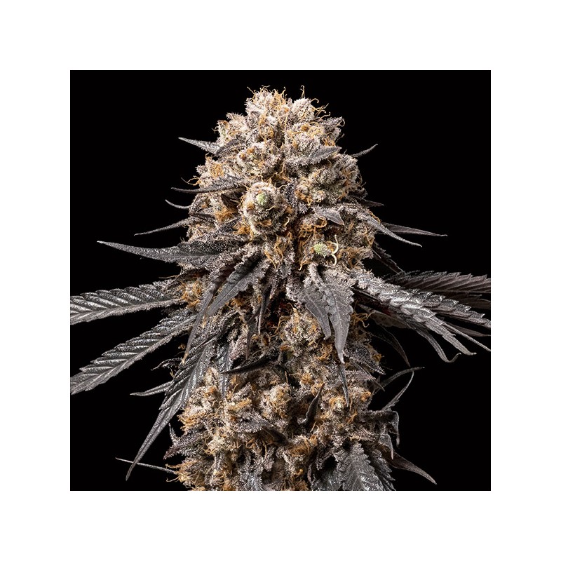 Bubba´s Gift Fem. 00 Seeds.