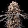 Bubba´s Gift Fem. 00 Seeds.