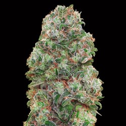 Bubble Gum Fem. 00 Seeds.