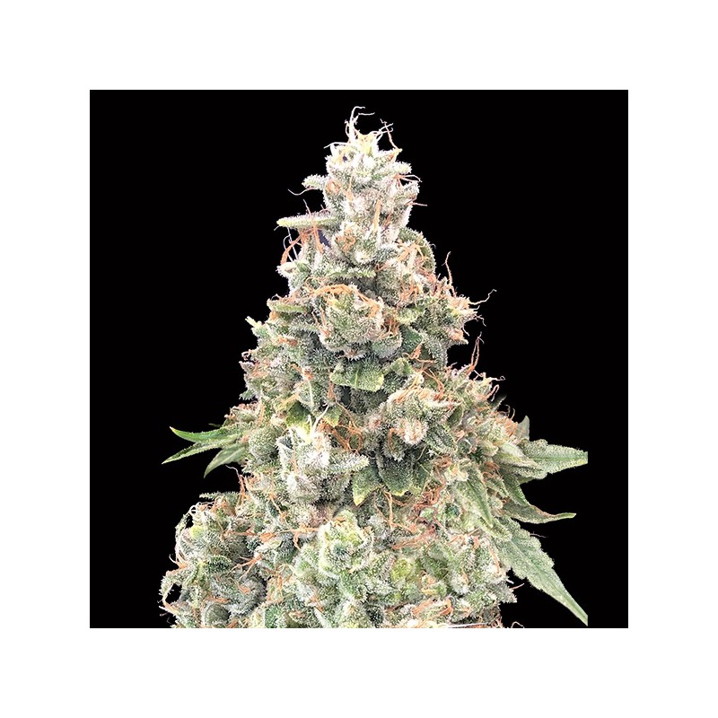 California Kush Fast Fem. 00 Seeds.