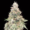California Kush Fast Fem. 00 Seeds.