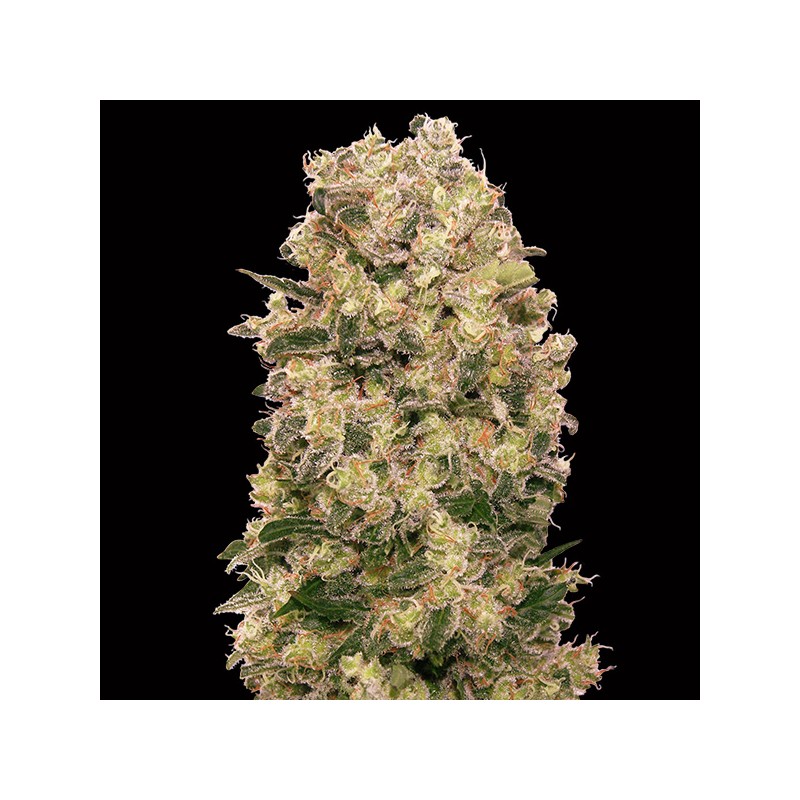 Caramel Kush Fem. 00 Seeds