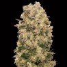 Caramel Kush Fem. 00 Seeds
