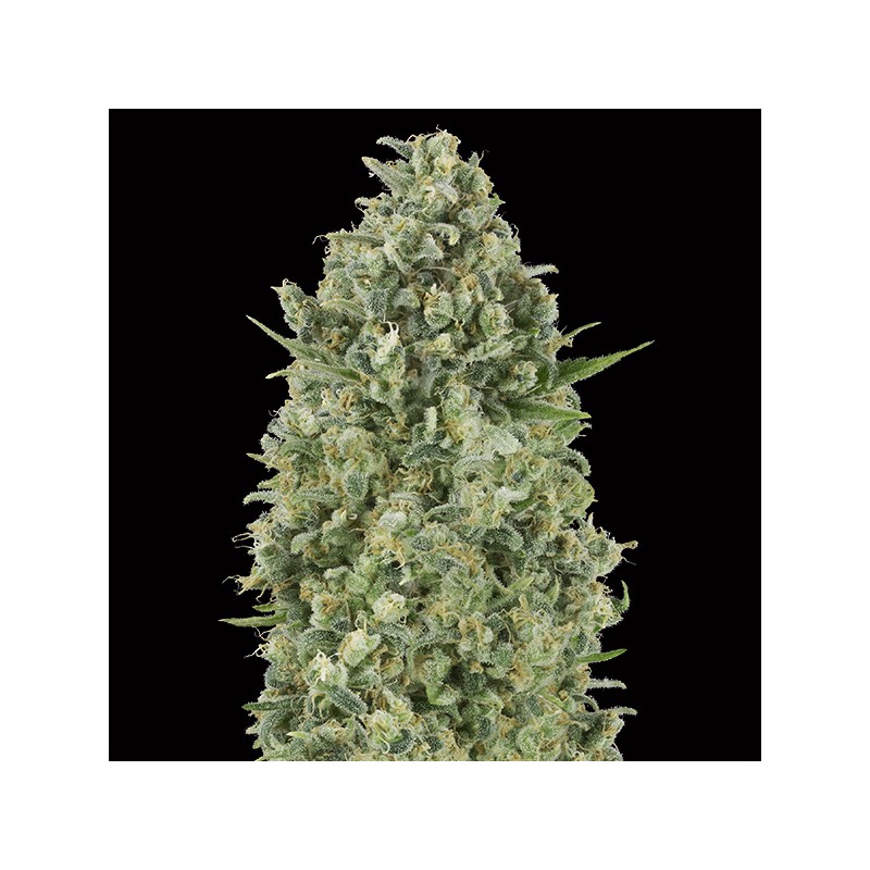 Critical Poison Fem. 00 Seeds