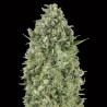 Critical Poison Fem. 00 Seeds
