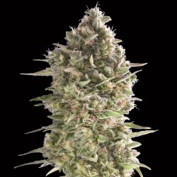 Do-Si-Dos Cookies Fem. 00...