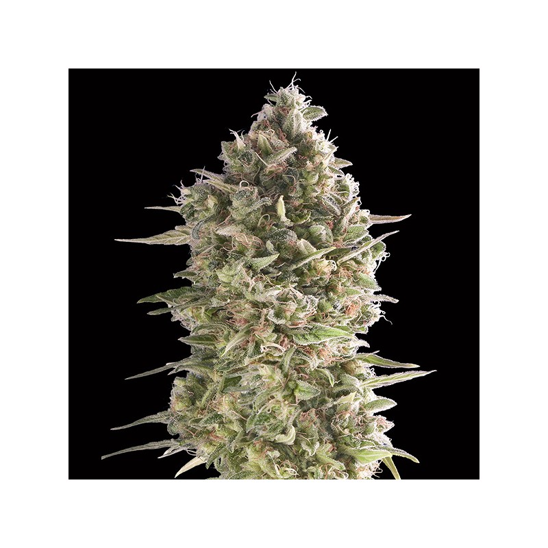 Do-Si-Dos Cookies Fem. 00 Seeds.