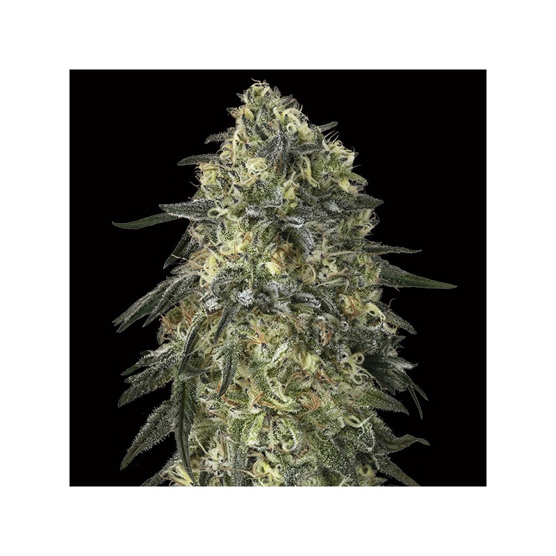 Gorilla Fem. 00 Seeds