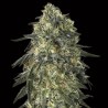 Gorilla Fem. 00 Seeds