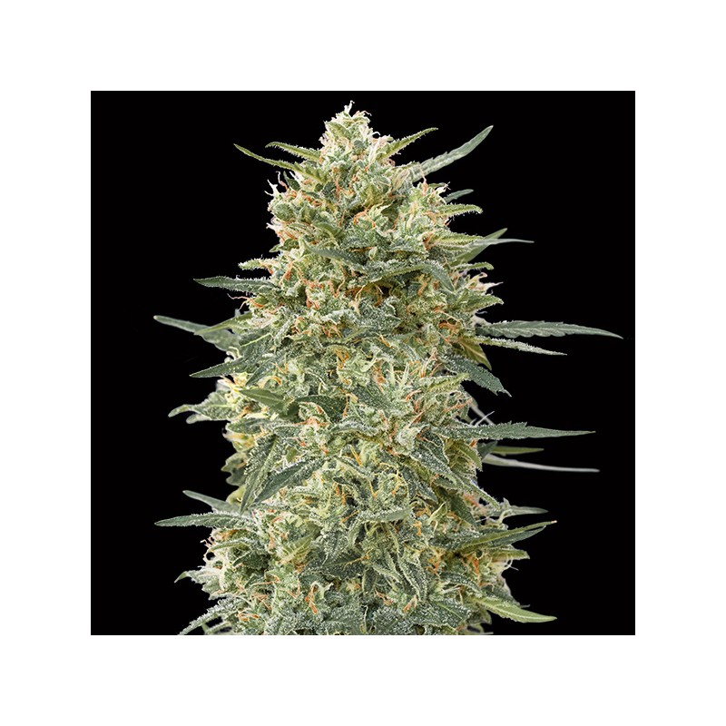 Gorilla Fast Fem. 00 Seeds