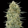 Gorilla Fast Fem. 00 Seeds