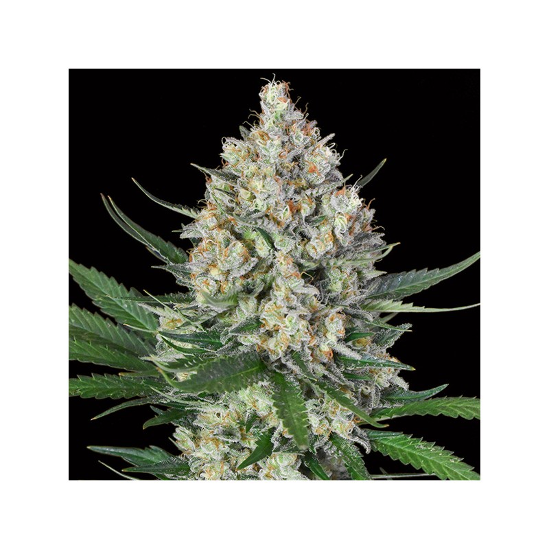 Lemon OG Fem. 00 Seeds.