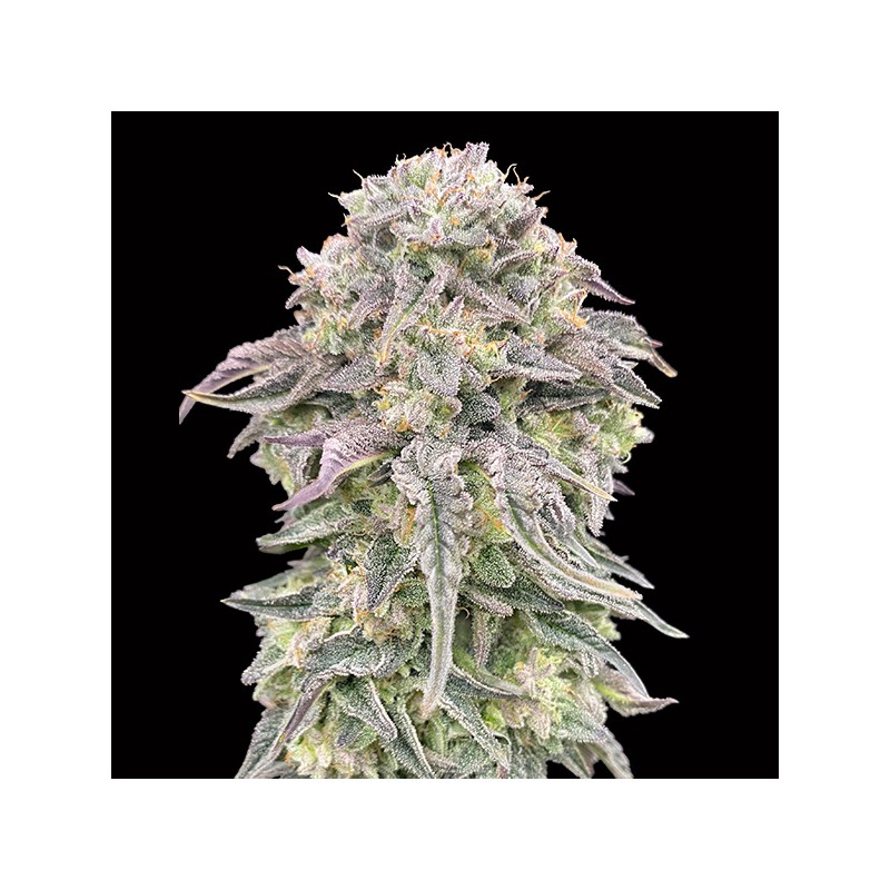 Mimosa Fem. 00 Seeds.