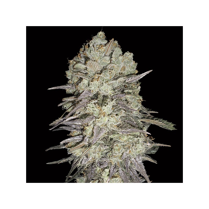 Mimosa Fast Fem. 00 Seeds.