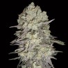 Mimosa Fast Fem. 00 Seeds.