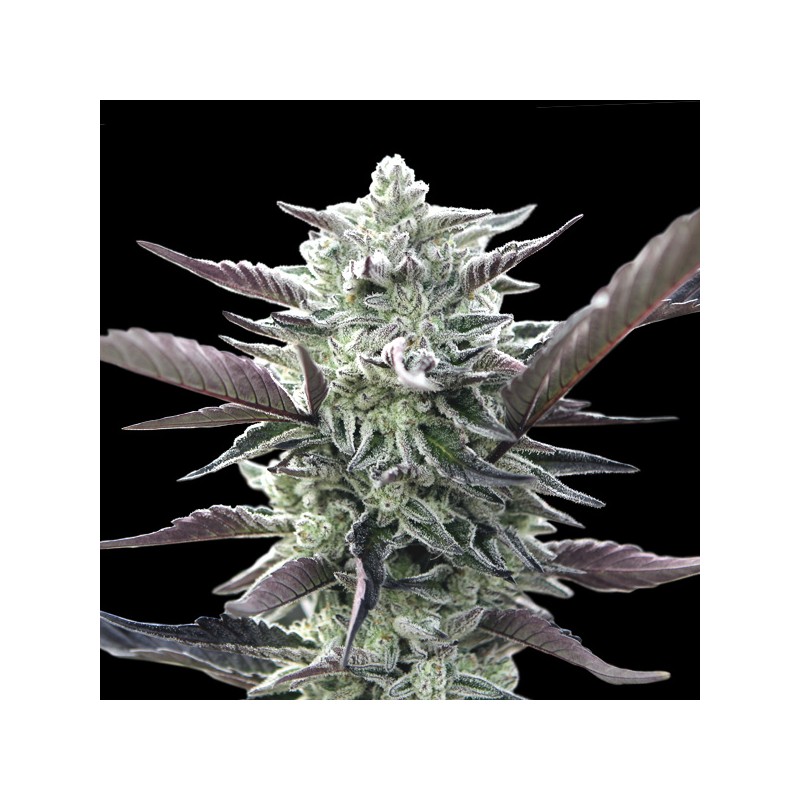 Oreoz Fem. 00 Seeds