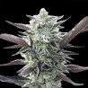 Oreoz Fem. 00 Seeds