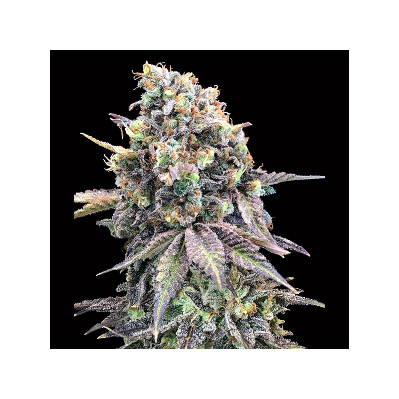 Purple Punch Fem. 00 Seeds.