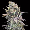 Purple Punch Fem. 00 Seeds.