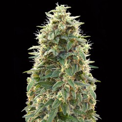 Auto 00 Cheese. 00 Seeds.