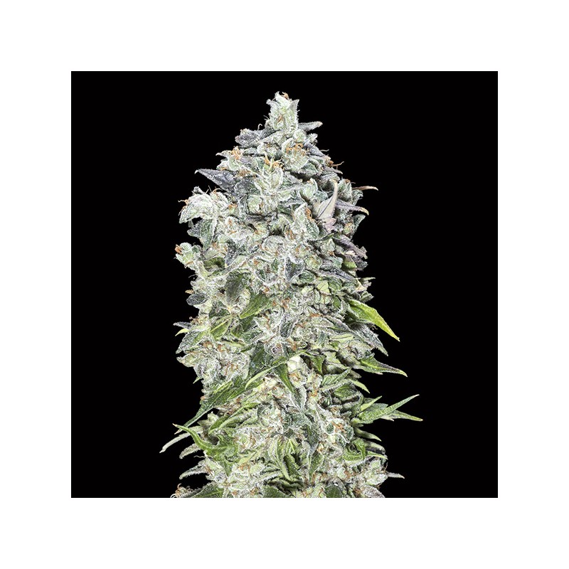 Auto 00 Kush. 00 Seeds