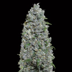 Auto Afghan Mass XXL. 00...