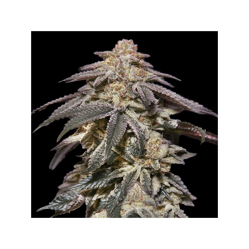 Auto Apple Bananas. 00 Seeds.