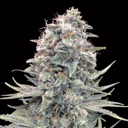 Auto Blue Dream. 00 Seeds.