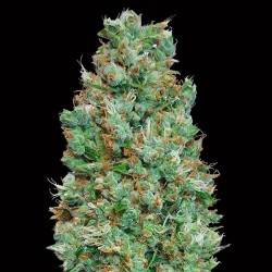 Auto Blueberry. 00 Seeds.