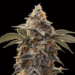 Auto Bubba´s Gift. 00 Seeds.