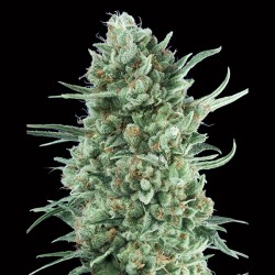 Auto Bubble Gum XXL. 00 Seeds.