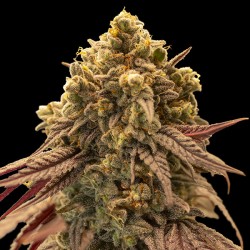 Auto Gelato Mint. 00 Seeds.