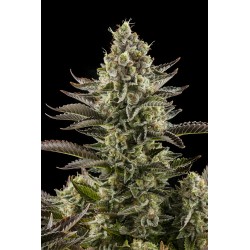 White Widow Auto 3+1. Costa...