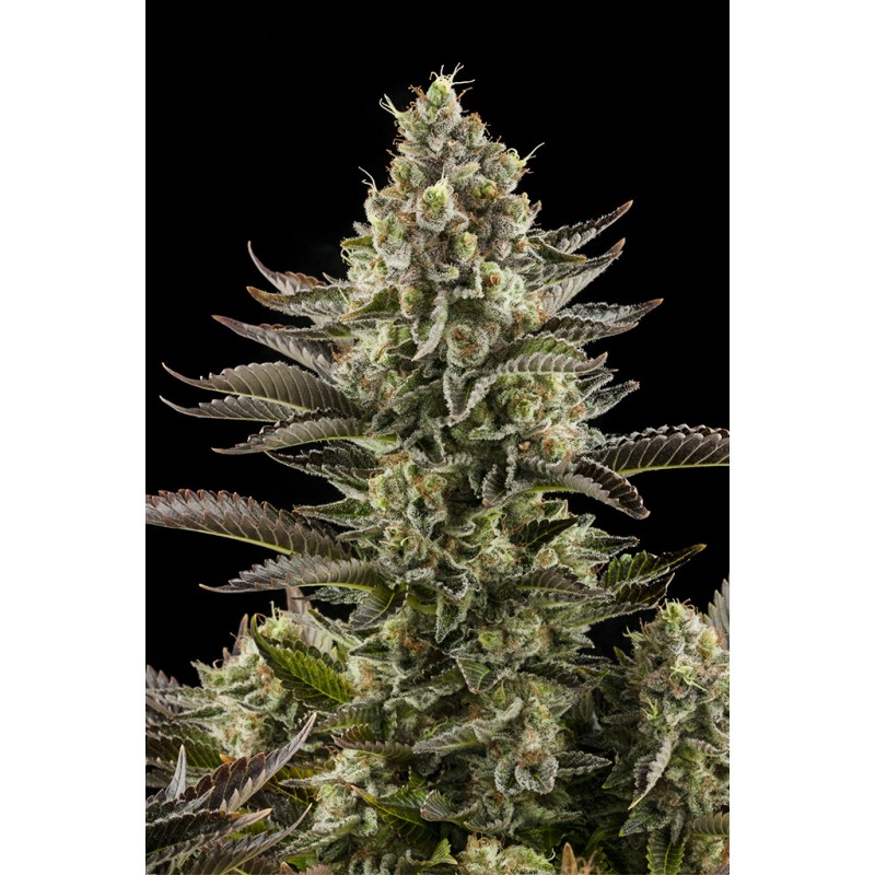 White Widow Fem 3+1. Costa del Grow
