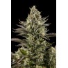 White Widow Fem 3+1. Costa del Grow