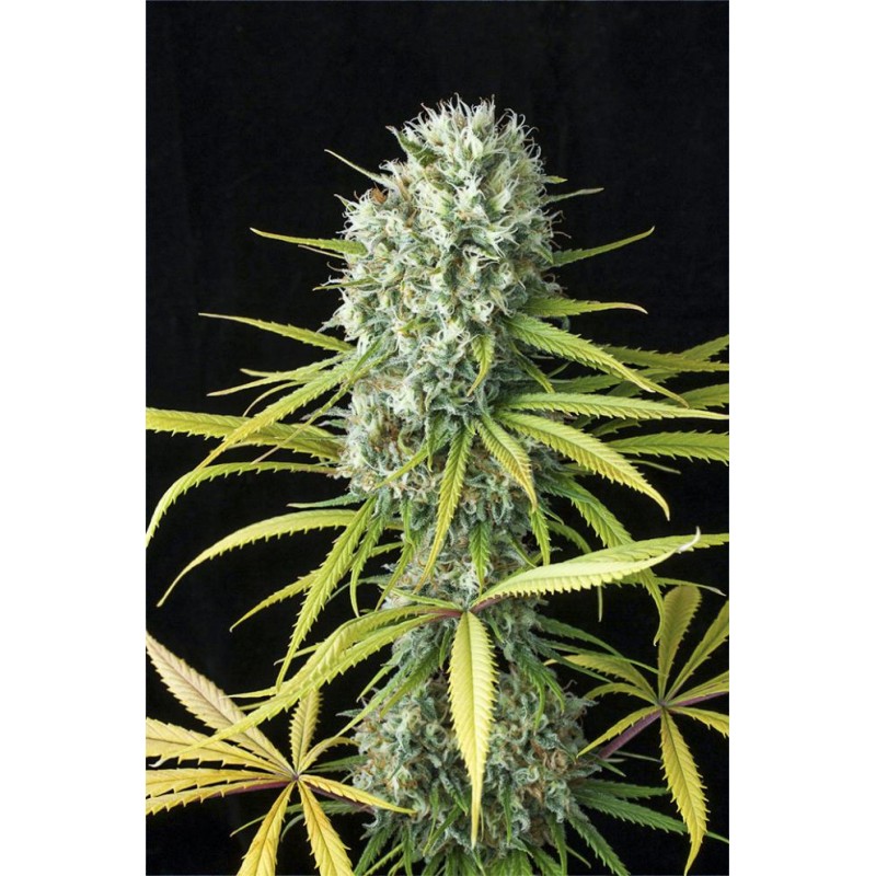Amnesia Fem. 3+1. Costa del Grow