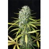 Amnesia Fem. 3+1. Costa del Grow