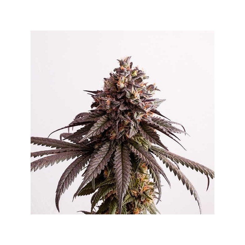 Gelato Fem.  3+1. Costa del Grow