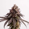 Gelato Fem.  3+1. Costa del Grow