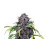 Grand Daddy Purple Fem.  3+1. Costa del Grow