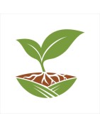 Semillas de Marihuana